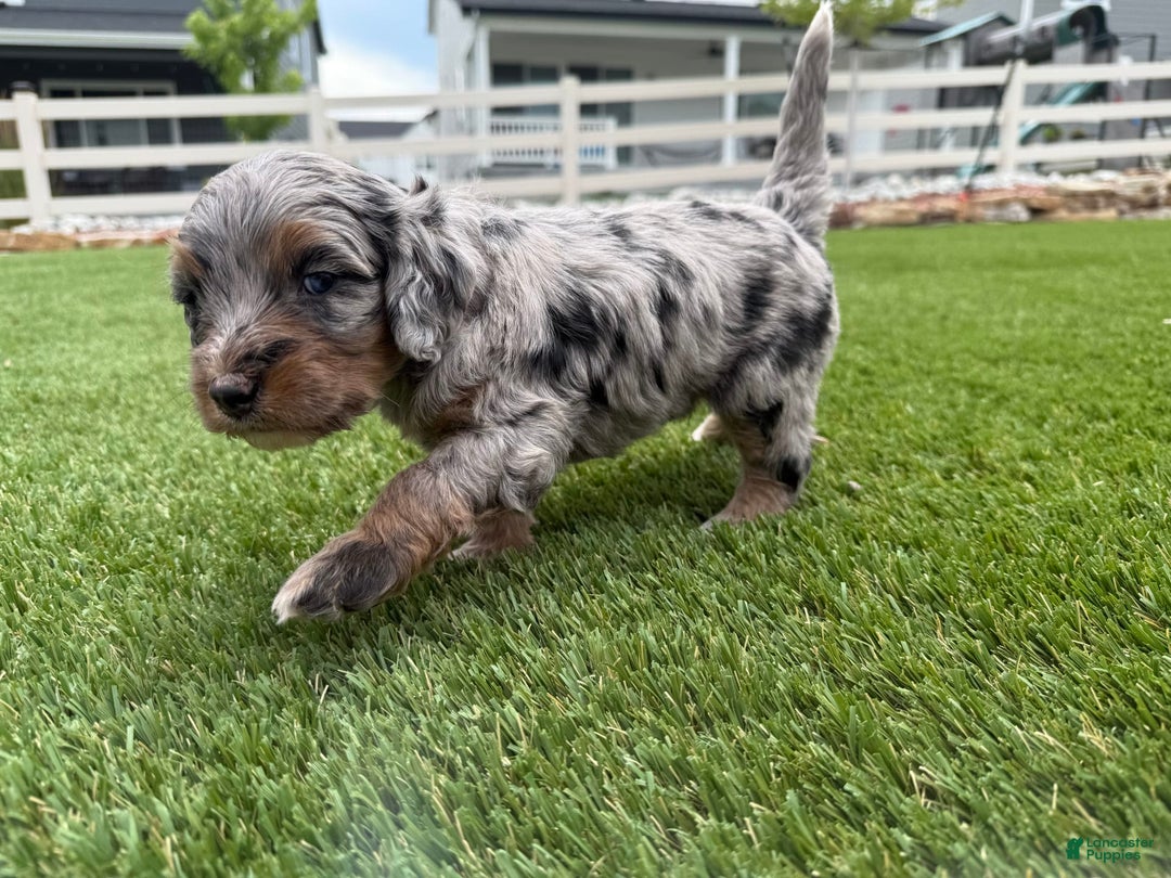 Bernedoodle dogs for sale: 12 - Image 4