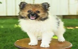 Pomeranian dogs for sale: Jimmy - Image 7