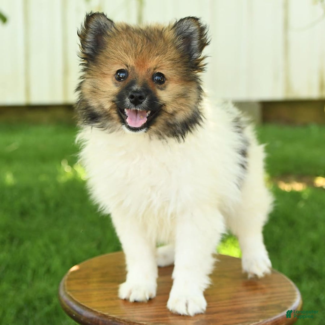 Pomeranian dogs for sale: Jimmy - Image 7