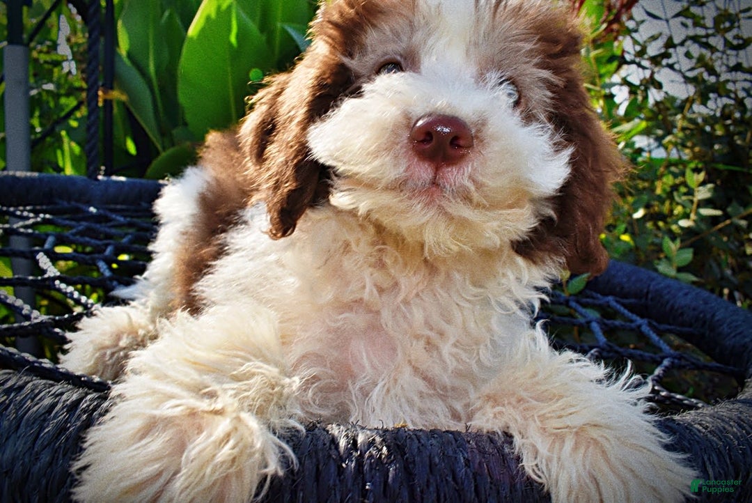 Havapoo dogs for sale: Hope - Image 13