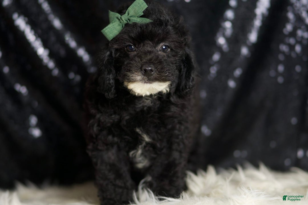 Miniature Poodle dogs for sale: Tate - Image 2