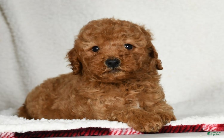 Mini Goldendoodle dogs for sale - Ad 2