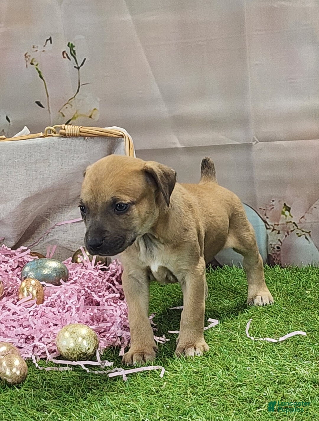 Catahoula Leopard Dog dogs for sale: Goldie 2025 F3 - Image 5