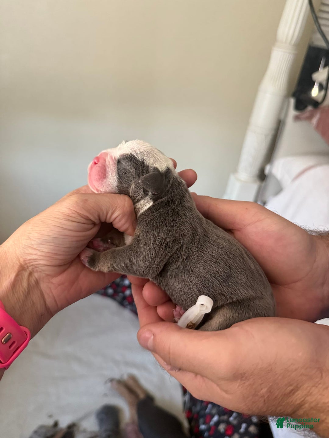 Olde English Bulldogge dogs for sale: Morticia - Image 8