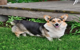 Welsh Corgi Pembroke dogs for sale: Spike - Image 7