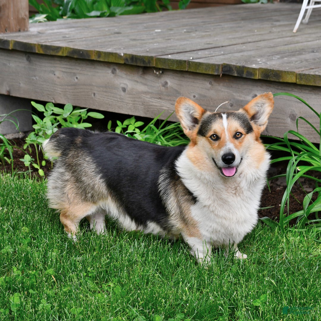 Welsh Corgi Pembroke dogs for sale: Spike - Image 7