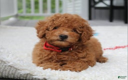 Miniature Poodle dogs for sale: Miniature Poodle 3 puppies - Image 2
