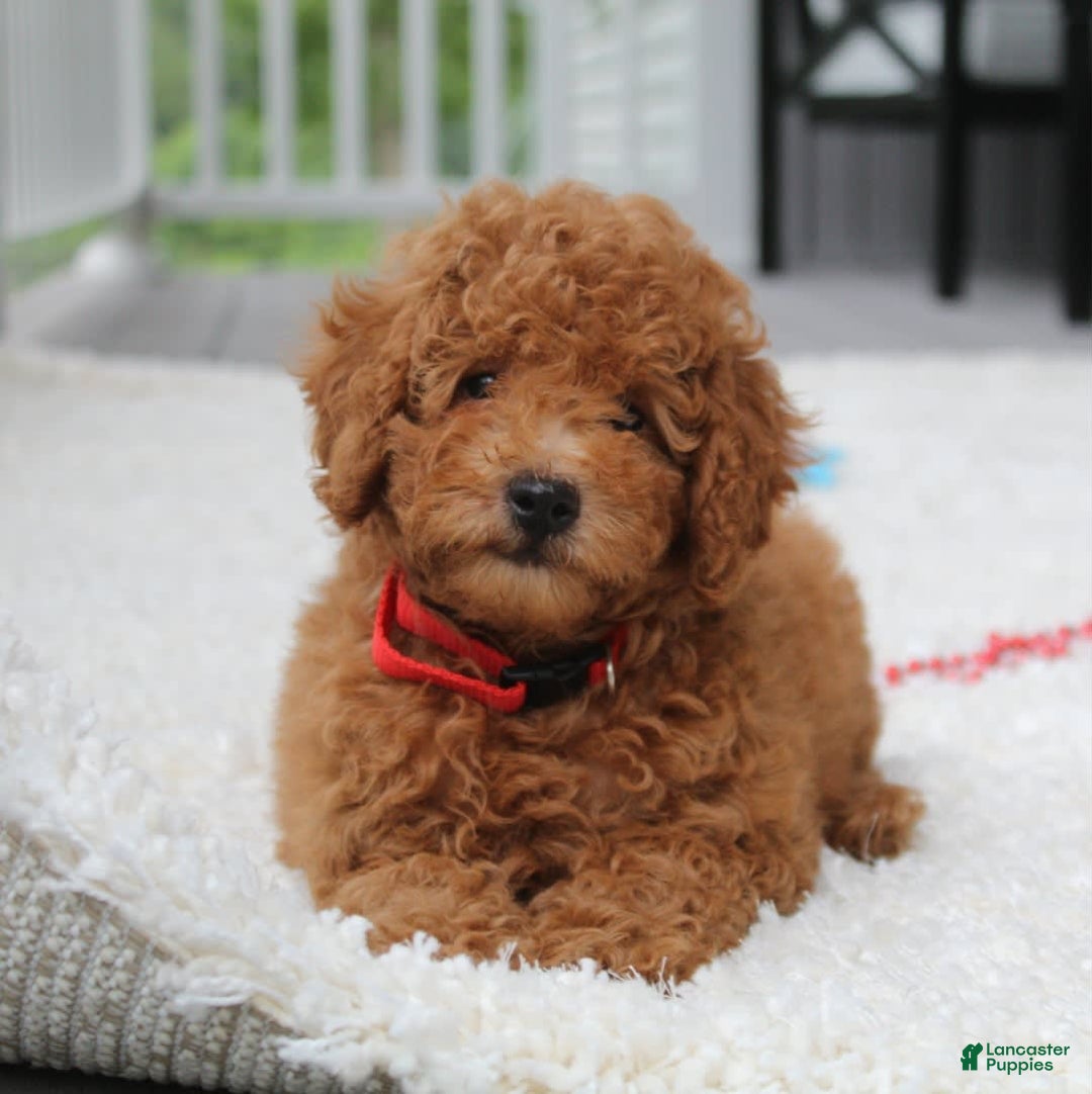 Miniature Poodle dogs for sale: Miniature Poodle 3 puppies - Image 2