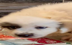Great Pyrenees dogs for sale: Orange - Image 8
