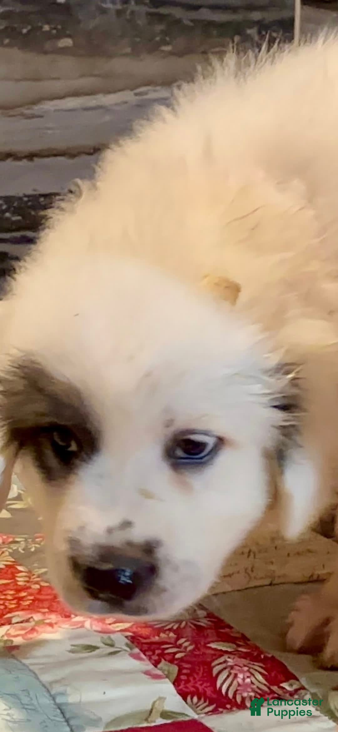 Great Pyrenees dogs for sale: Orange - Image 8