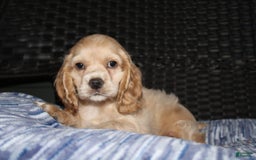 Cocker Spaniel dogs for sale: Marshmallow - Image 10