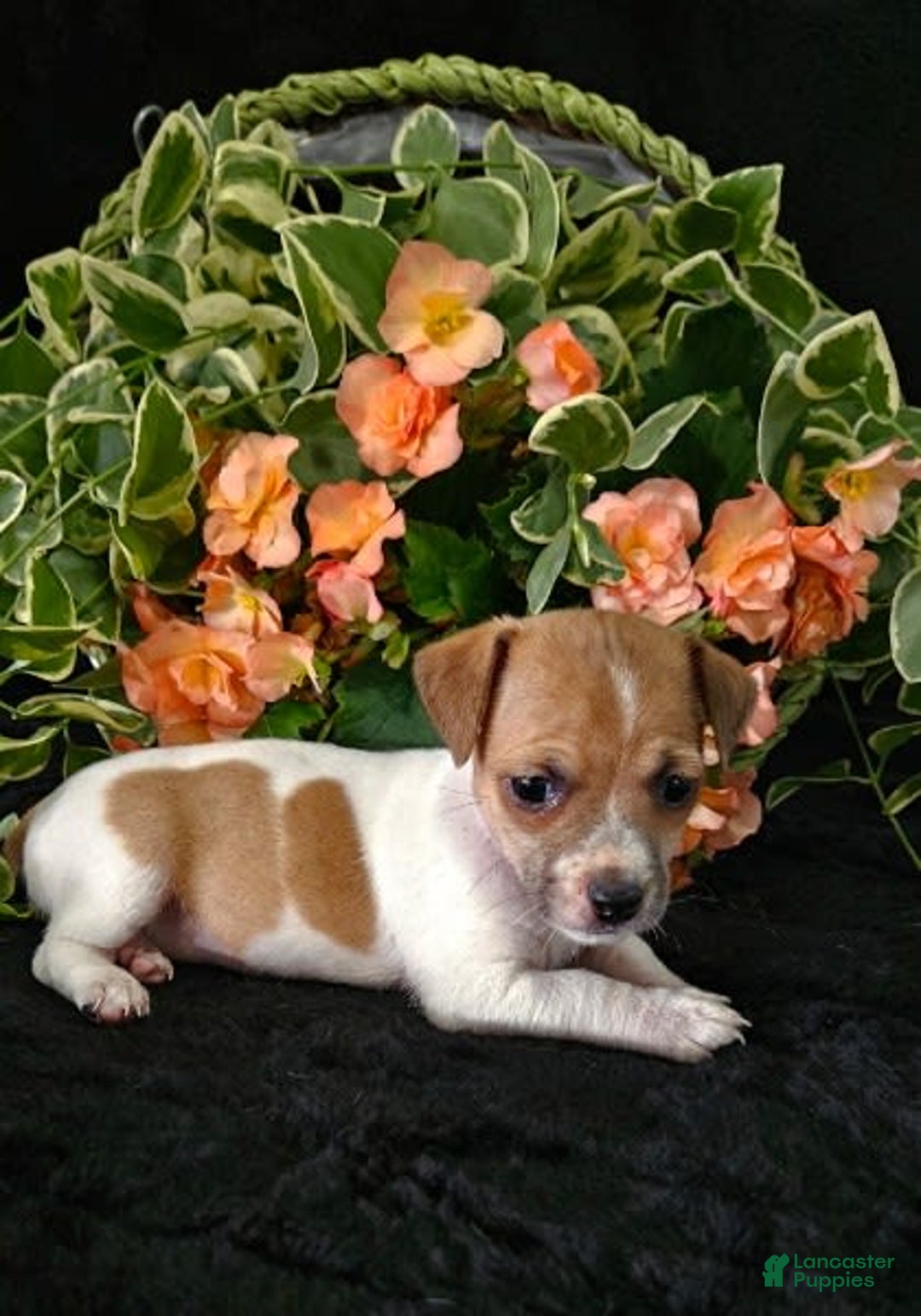 Jack Russell Terrier dogs for sale: Lorie - Image 1