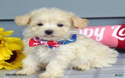 Maltipoo dogs for sale: Mason - Image 12
