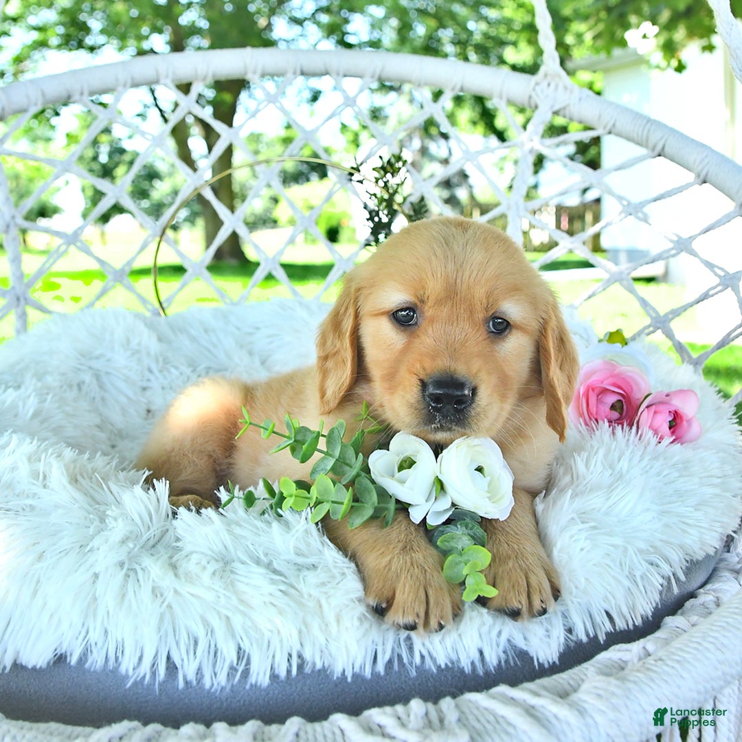 Golden Retriever dogs for sale: Andy - Image 13