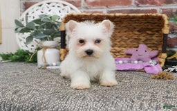 West Highland Terrier dogs for sale: Dominique - Image 4