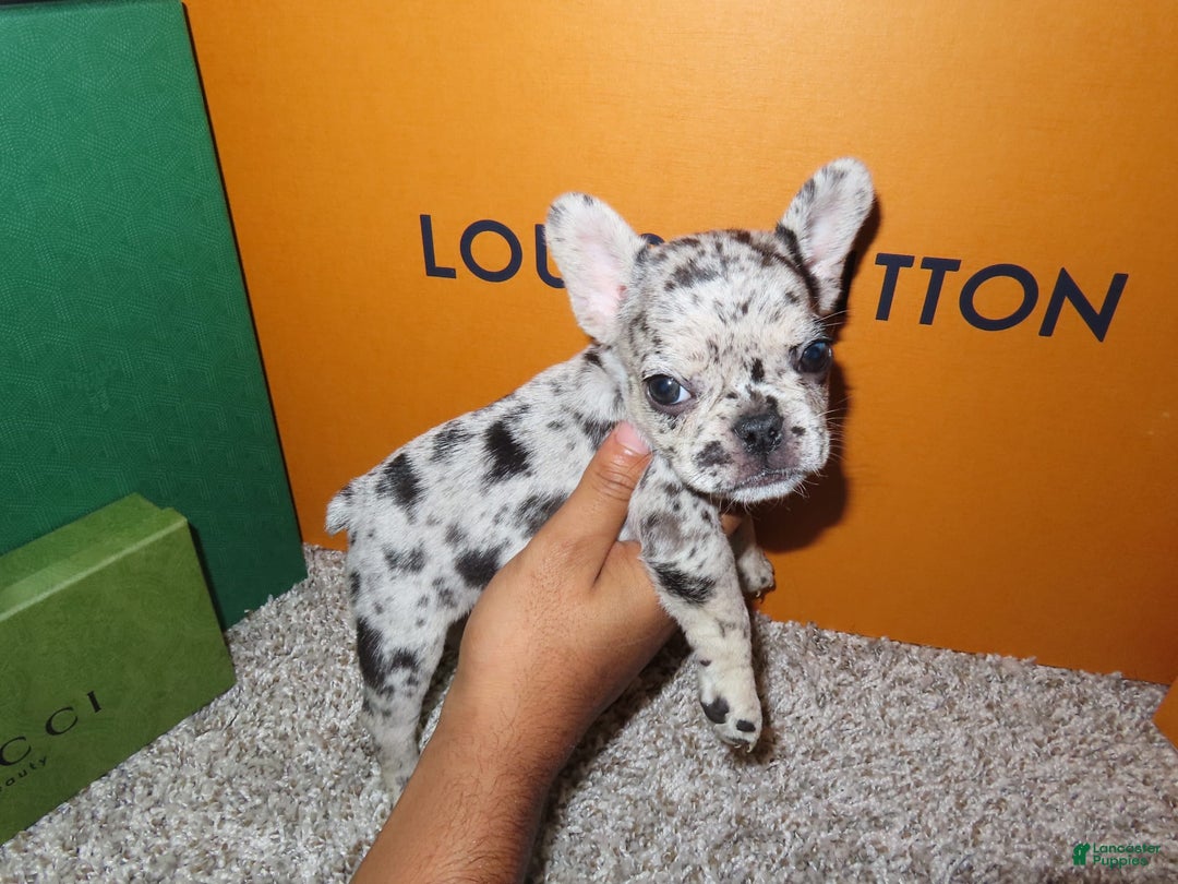 French Bulldog dogs for sale: Milkshake - Image 6
