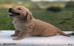 Golden Retriever dogs for sale: Munchkin - Image 2