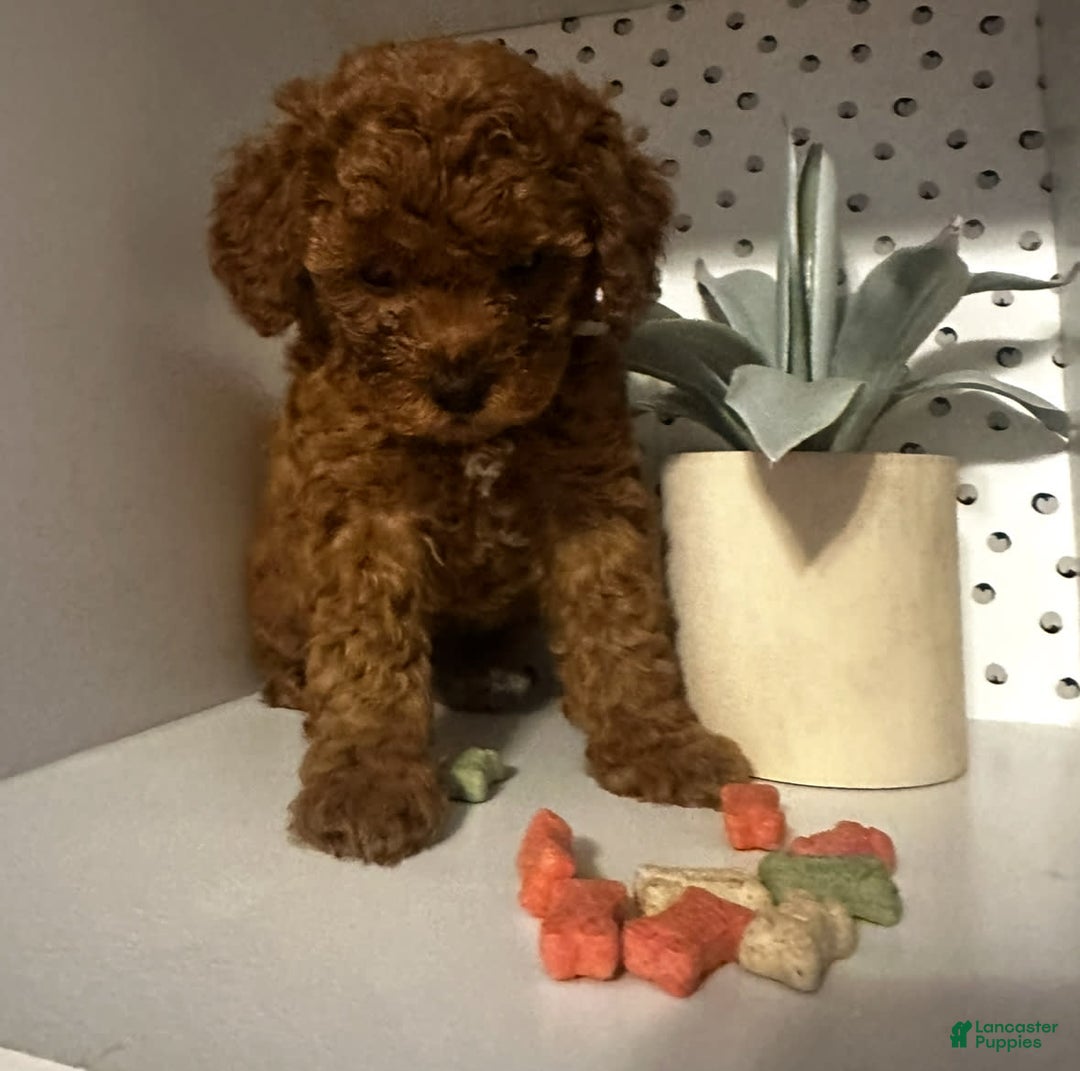 Cockapoo dogs for sale: Koko - Image 1