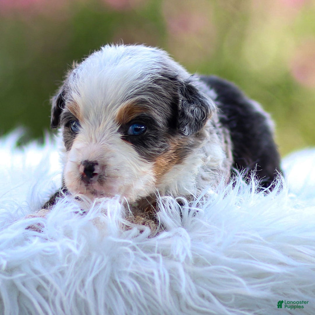 Mini Bernedoodle dogs for sale: Mace - Image 7