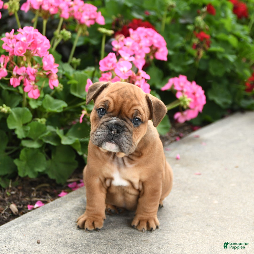 English Bulldog dogs for sale: Wendy - Image 2