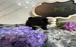 Pomeranian dogs for sale: Boomer - Image 4