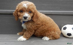 Cockapoo dogs for sale: Lenny - Image 10