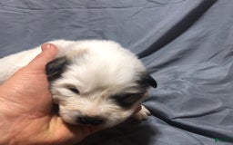 Great Pyrenees dogs for sale: Tinker Bell - Image 12