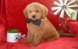Mini Goldendoodle dogs for sale: Daisey Mae - Image 6