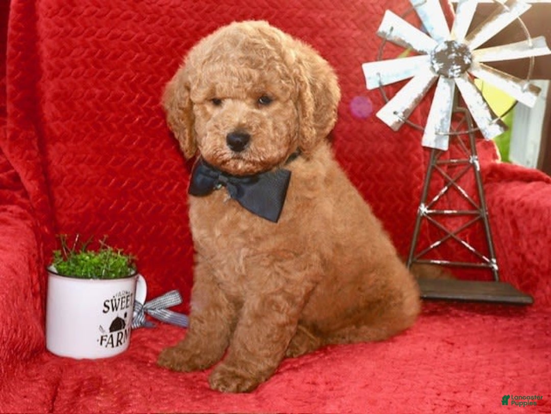 Mini Goldendoodle dogs for sale: Daisey Mae - Image 6