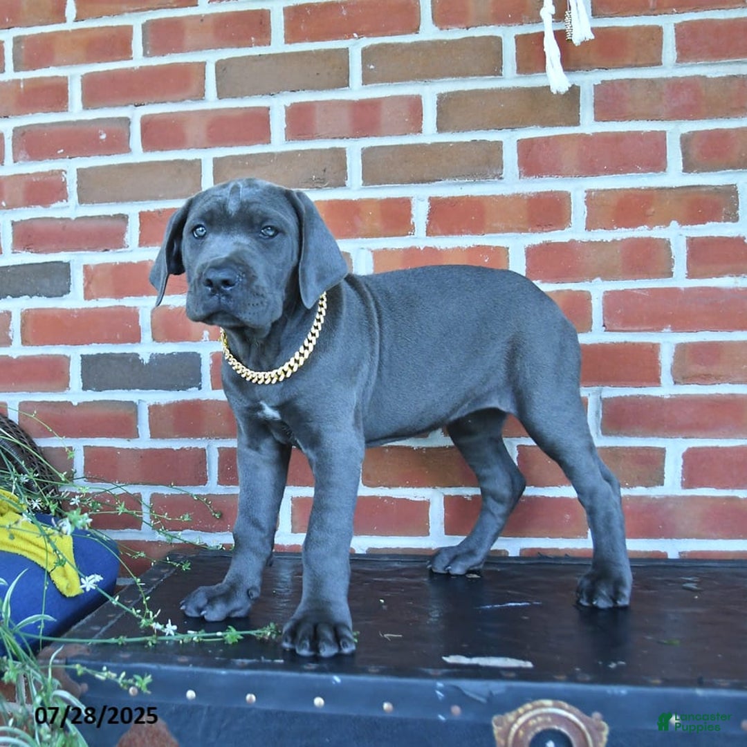 Cane Corso dogs for sale: Daisy - Image 3