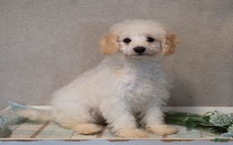 Bichpoo dogs for sale: Konnor - Image 4