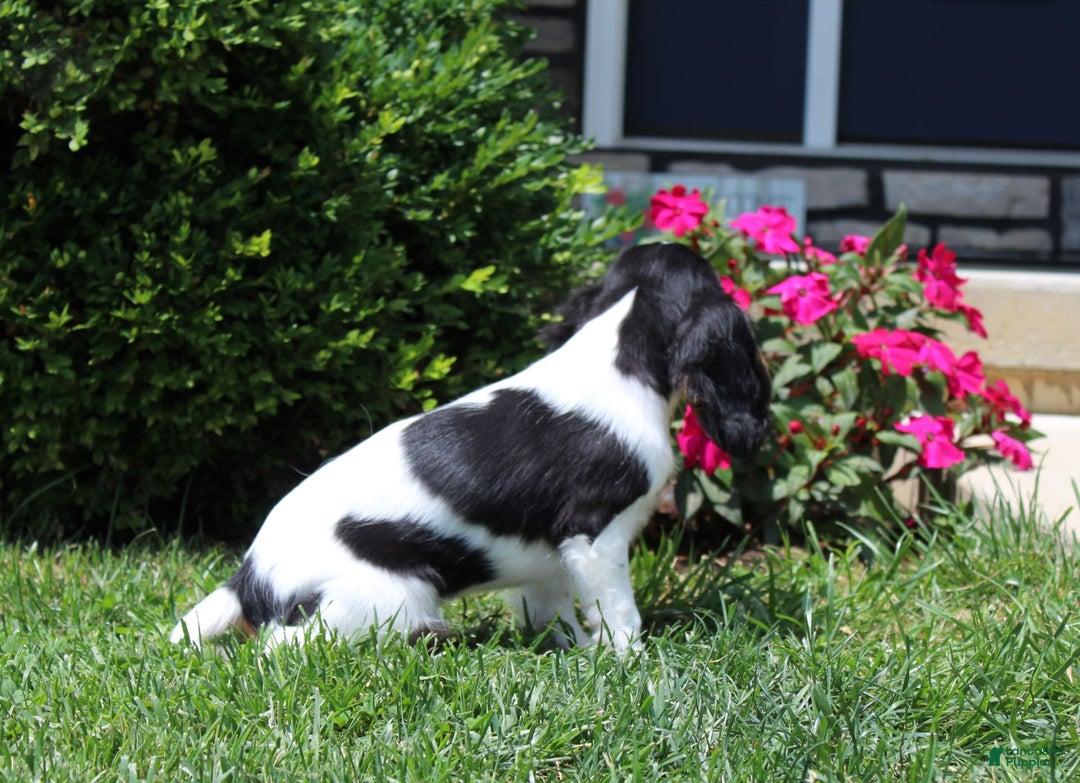 Cavalier King Charles Spaniel dogs for sale: Bear - Image 22