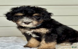 Mini Bernedoodle dogs for sale: Reno - Image 4