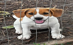 Beagle dogs for sale: Bailey - Image 1