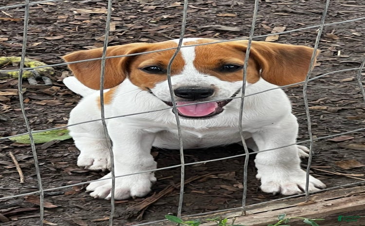 Beagle dogs for sale - Ad 5