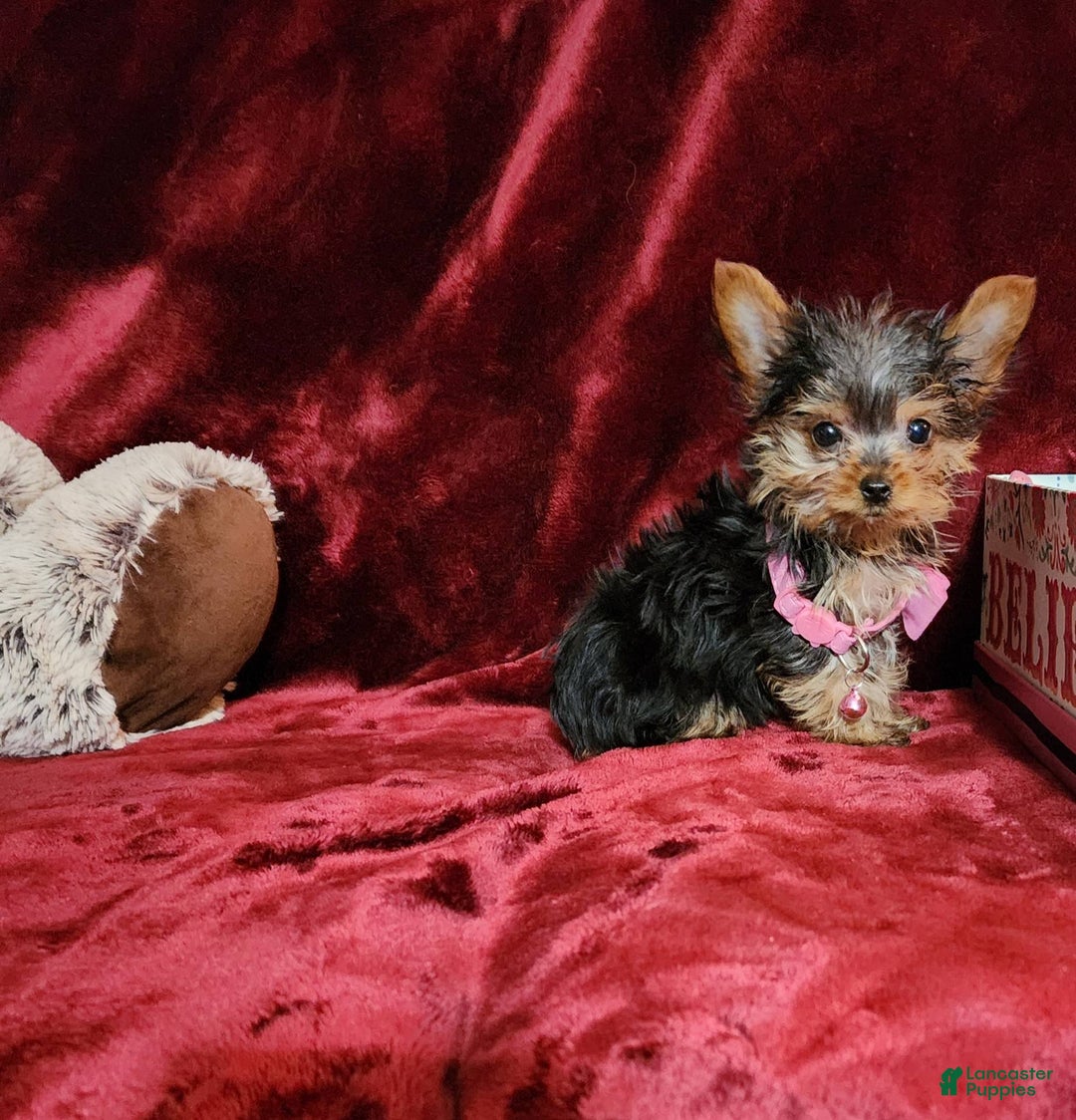 Yorkshire Terrier dogs for sale: Munchkin - Image 4