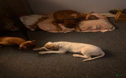 Boxer dogs for sale: Skylar - Image 3