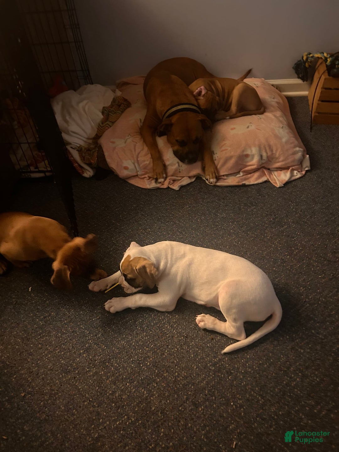 Boxer dogs for sale: Skylar - Image 3