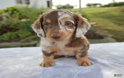 Miniature Dachshund dogs for sale: Finley - Image 9