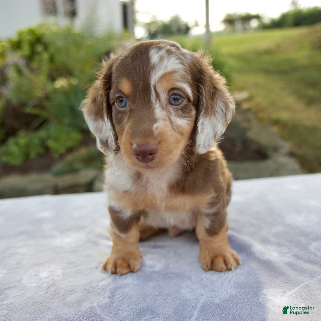 Miniature Dachshund dogs for sale: Finley - Image 9