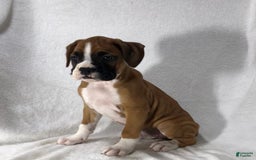 Boxer dogs for sale: Roxie - Image 4