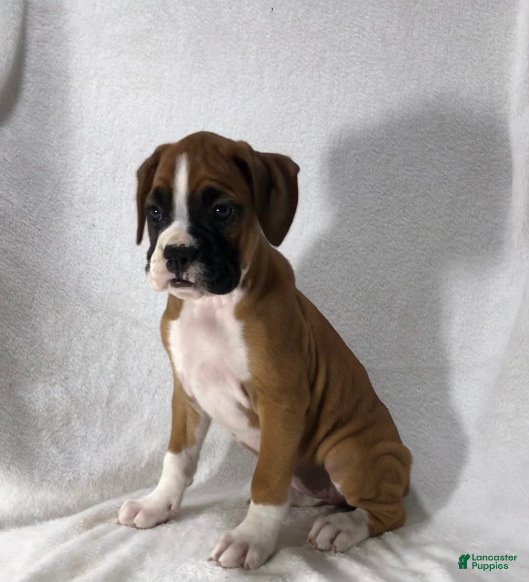 Boxer dogs for sale: Roxie - Image 4