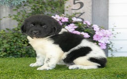 Newfoundland dogs for sale: Tank - Image 2