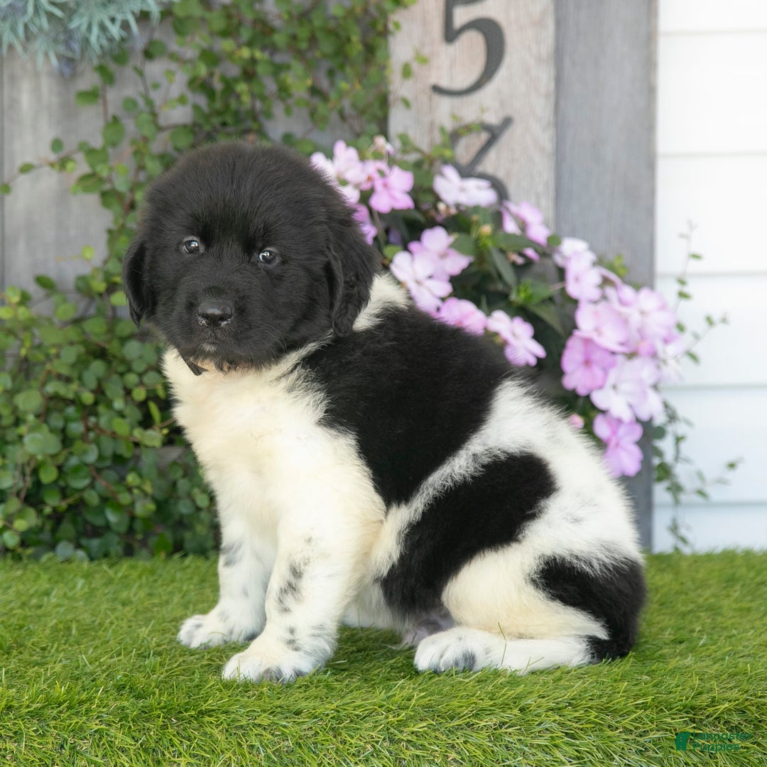 Newfoundland dogs for sale: Tank - Image 2