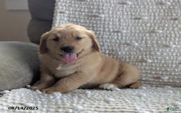 Golden Retriever dogs for sale: Munchkin - Image 1