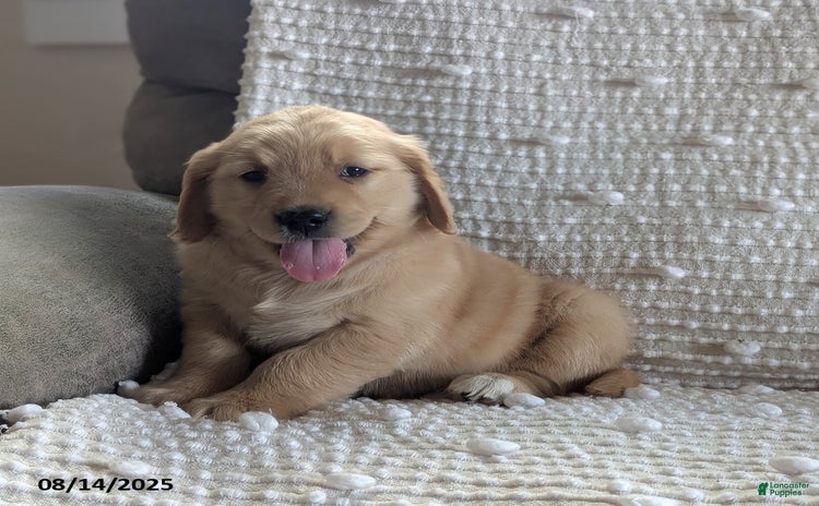 Golden Retriever dogs for sale - Ad 1