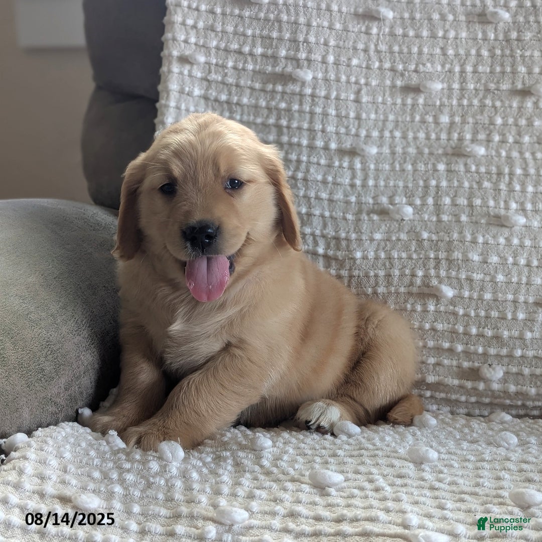 Golden Retriever dogs for sale: Munchkin - Image 1