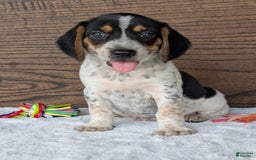 Beagle dogs for sale: Riley - Image 9