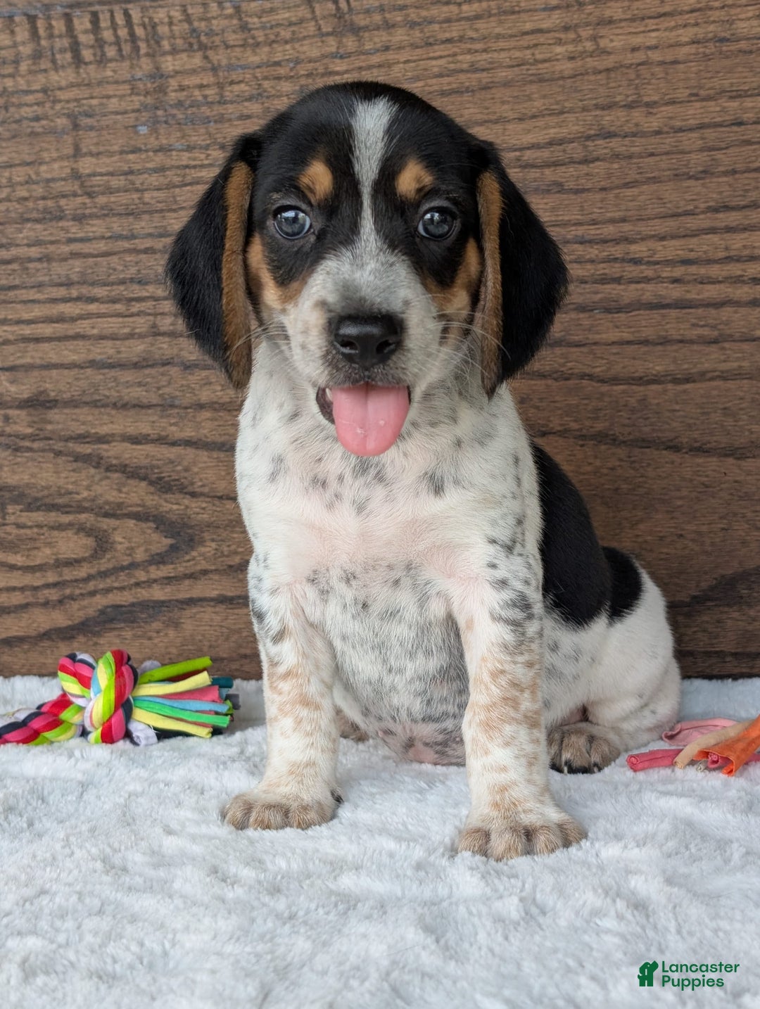 Beagle dogs for sale: Riley - Image 9