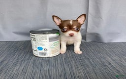 Chihuahua dogs for sale: Milo - Image 8